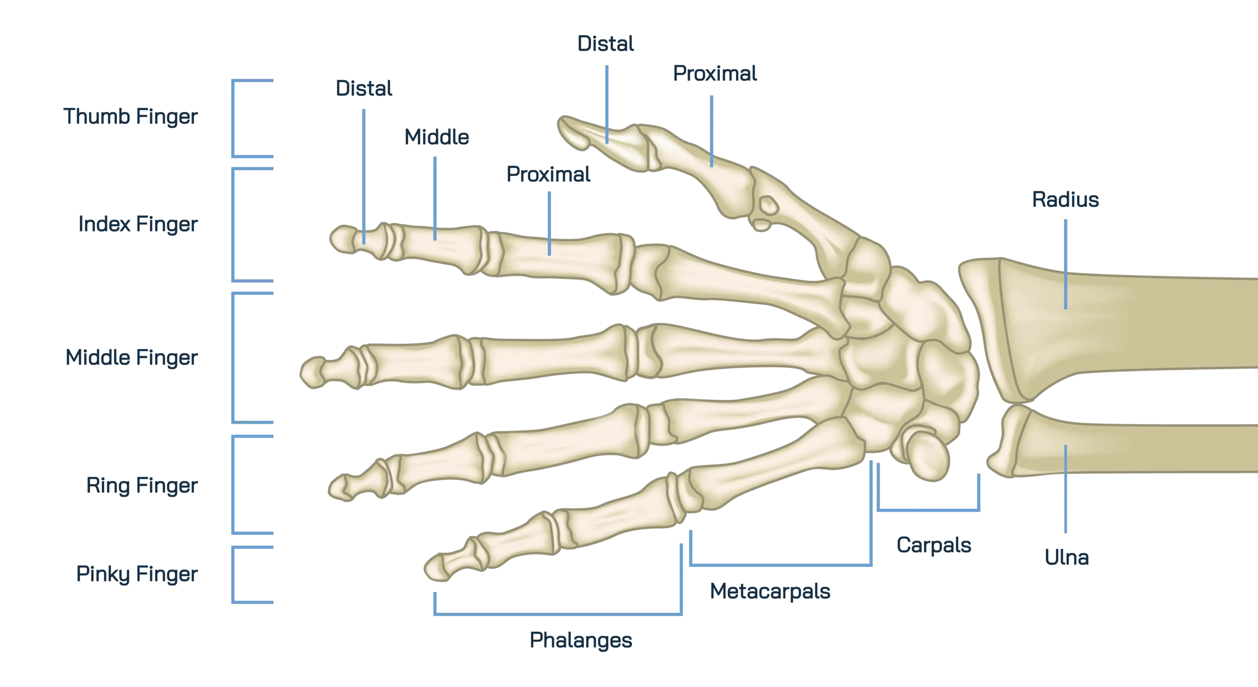 Anatomical Graphic of Hand & Wrist Anatomy