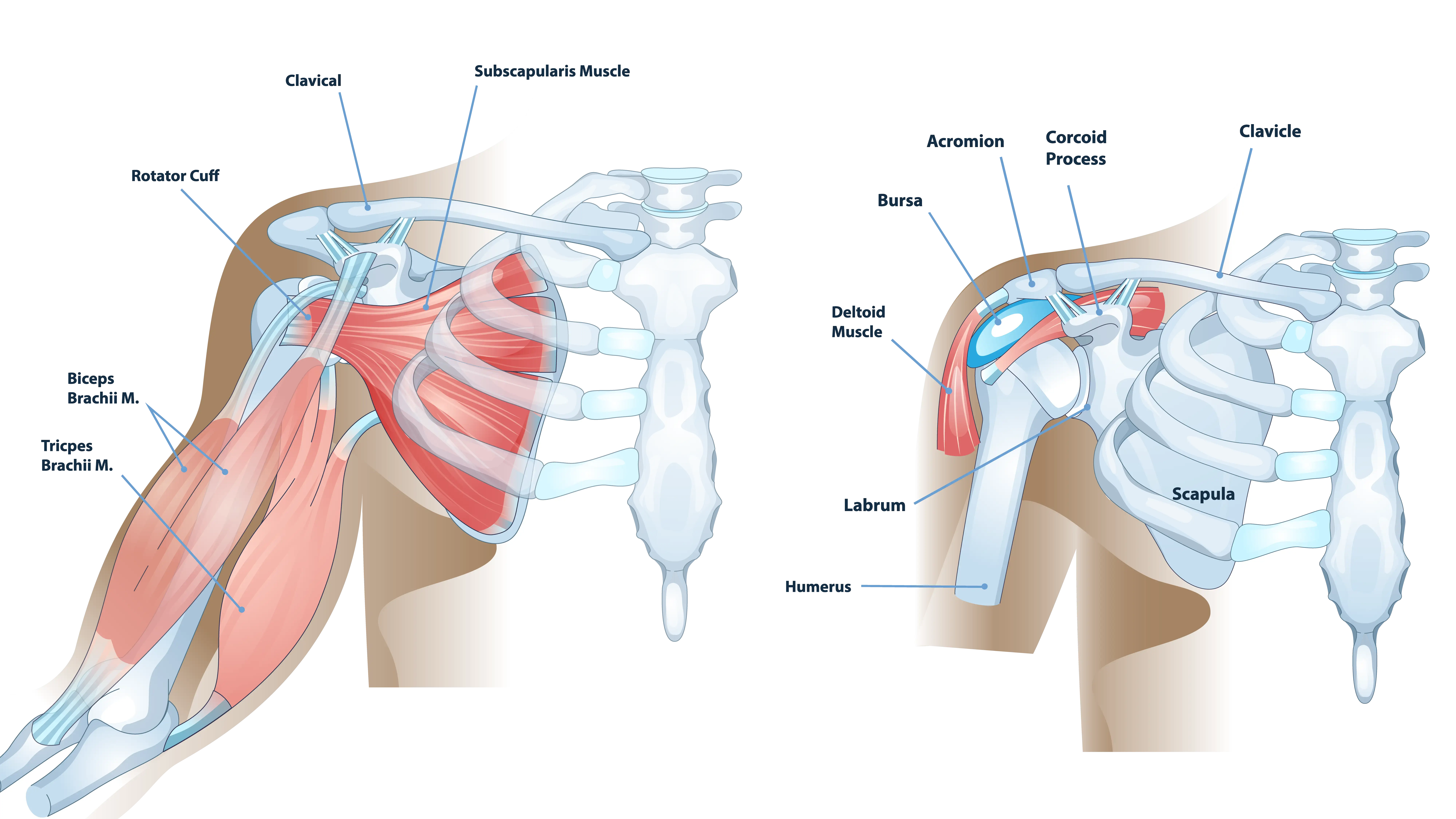 Anatomical graphic of shoulder anatomy