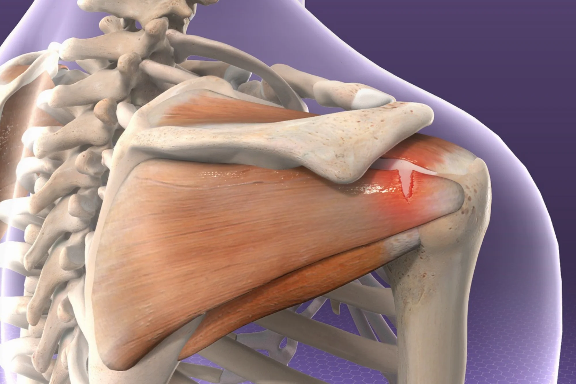 Rotator Cuff Anatomy