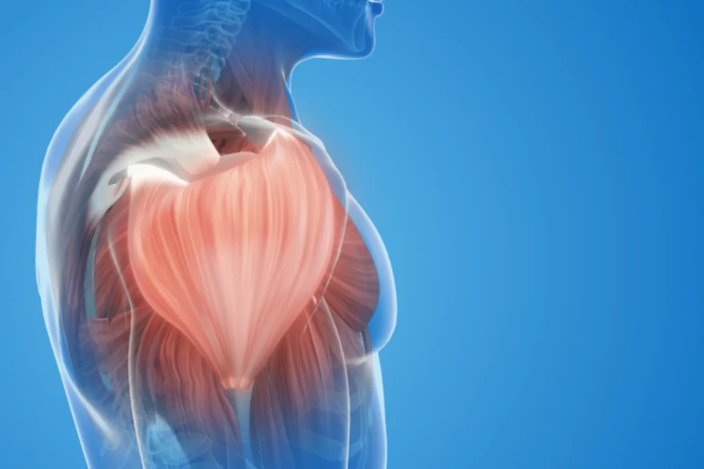 Shoulder Anatomy Side View