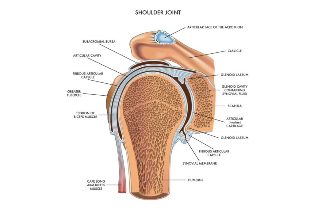 Shoulder Joint Anatomy